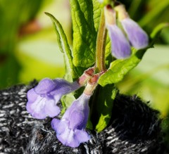 Scutellaria yezoensis