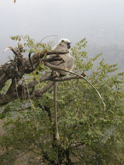 Semnopithecus schistaceus