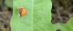 Lycaena dispar