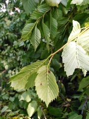 Ulmus laevis