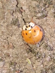 Harmonia axyridis