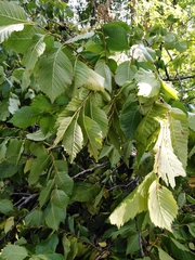 Ulmus laevis