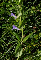 Scutellaria yezoensis