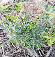 Heterolepis peduncularis