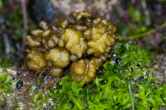 Colpomenia tuberculata