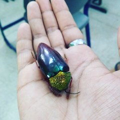 Sternocera chrysis