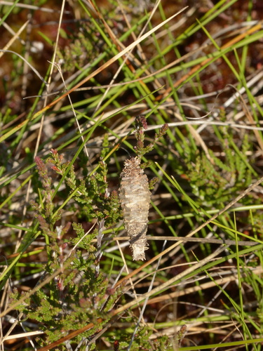 Megalophanes stetinensis