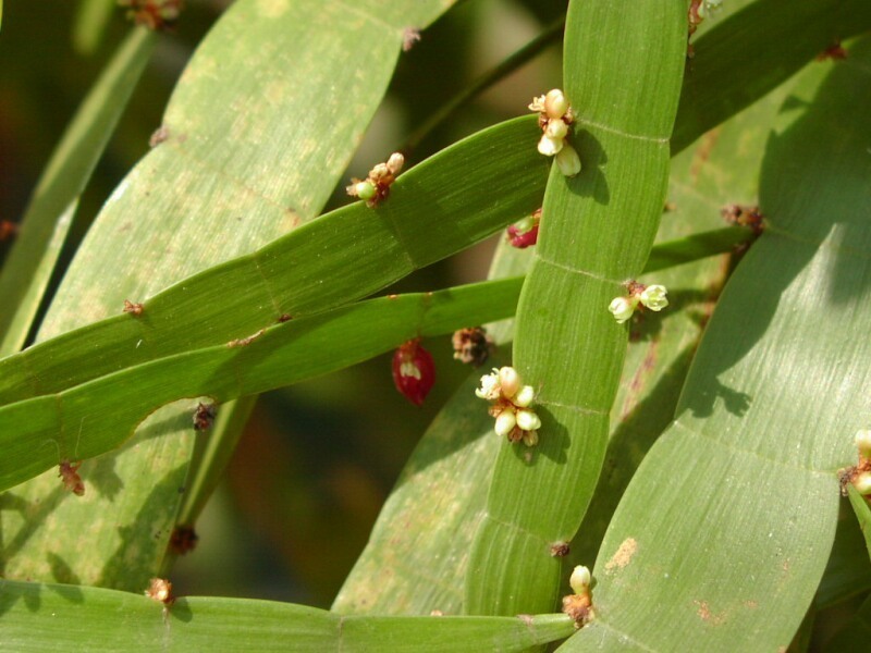 Ribbon bush