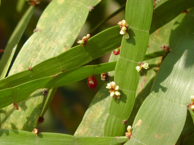Homalocladium platycladum