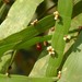 Muehlenbeckia platyclada - Photo (c) VanLap Hoàng,  זכויות יוצרים חלקיות (CC BY)