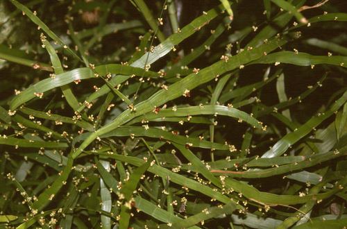 tapeworm plant