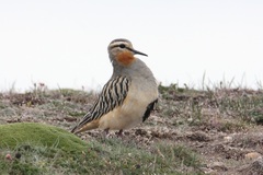 Oreopholus ruficollis