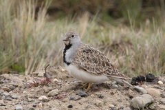 Thinocorus rumicivorus