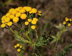 Tanacetum vulgare boreale