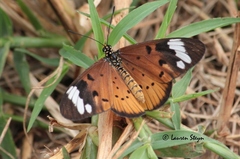Acraea encedon encedon