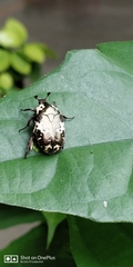 Protaetia aurichalcea