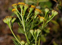Tanacetum vulgare boreale