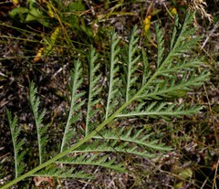 Tanacetum vulgare boreale