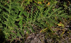 Tanacetum vulgare boreale