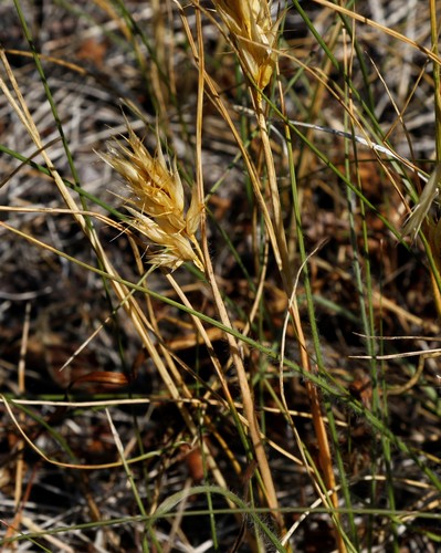 Danthonia intermedia ssp. riabuschinskii