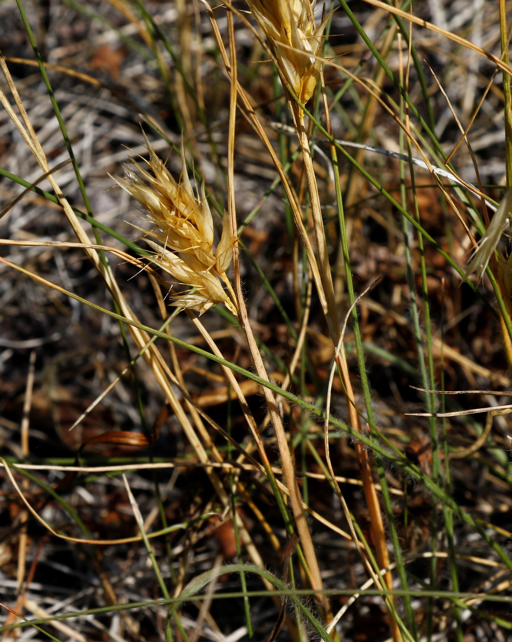 Danthonia intermedia ssp. riabuschinskii