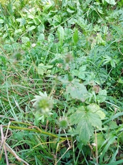 Geum urbanum