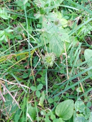 Geum urbanum