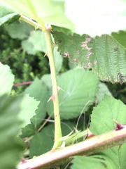 Rubus fruticosus