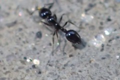 Monomorium ergatogyna