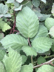 Rubus fruticosus