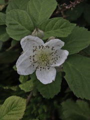 Rubus fruticosus