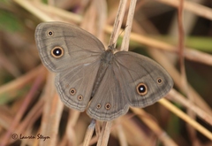 Brakefieldia perspicua