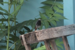 Phoenicurus ochruros