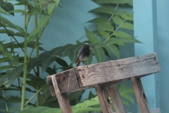 Phoenicurus ochruros