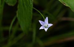 Campanula aparinoides