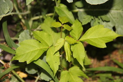 Acer negundo