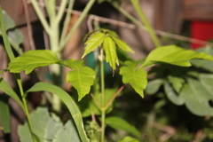 Acer negundo