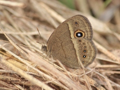 Brakefieldia perspicua