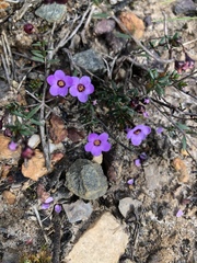 Euryomyrtus ramosissima