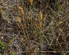 Danthonia intermedia riabuschinskii