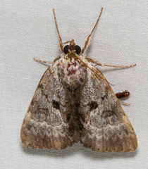 Catocala andromedae