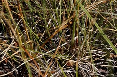 Danthonia intermedia riabuschinskii