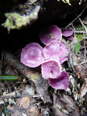 Hygrocybe reesiae