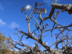 Pseudobombax longiflorum
