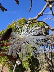 Pseudobombax longiflorum