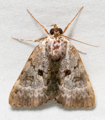 Catocala andromedae