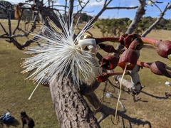 Pseudobombax longiflorum