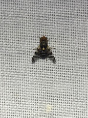 Rhagoletis cingulata