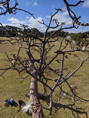 Pseudobombax longiflorum