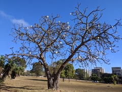 Pseudobombax longiflorum